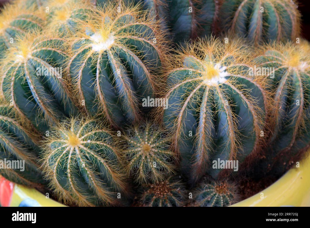 Sono piante di classe celeste Foto Stock