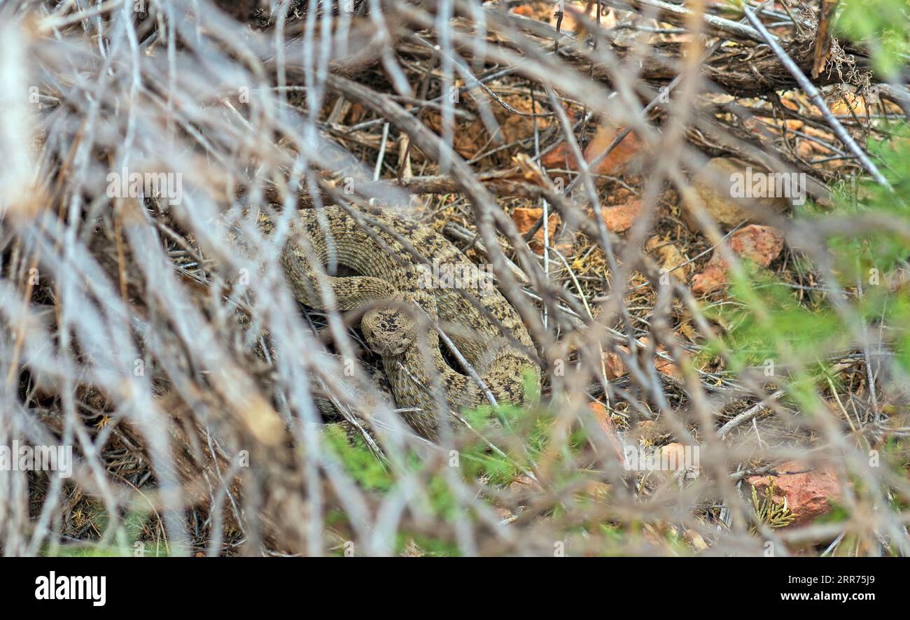 Great Basin Rattler si nasconde dietro i rami della Dixie National Forest nello Utah Foto Stock