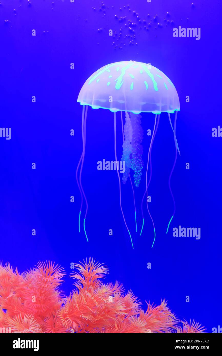 meduse e coralli su sfondo blu Foto Stock