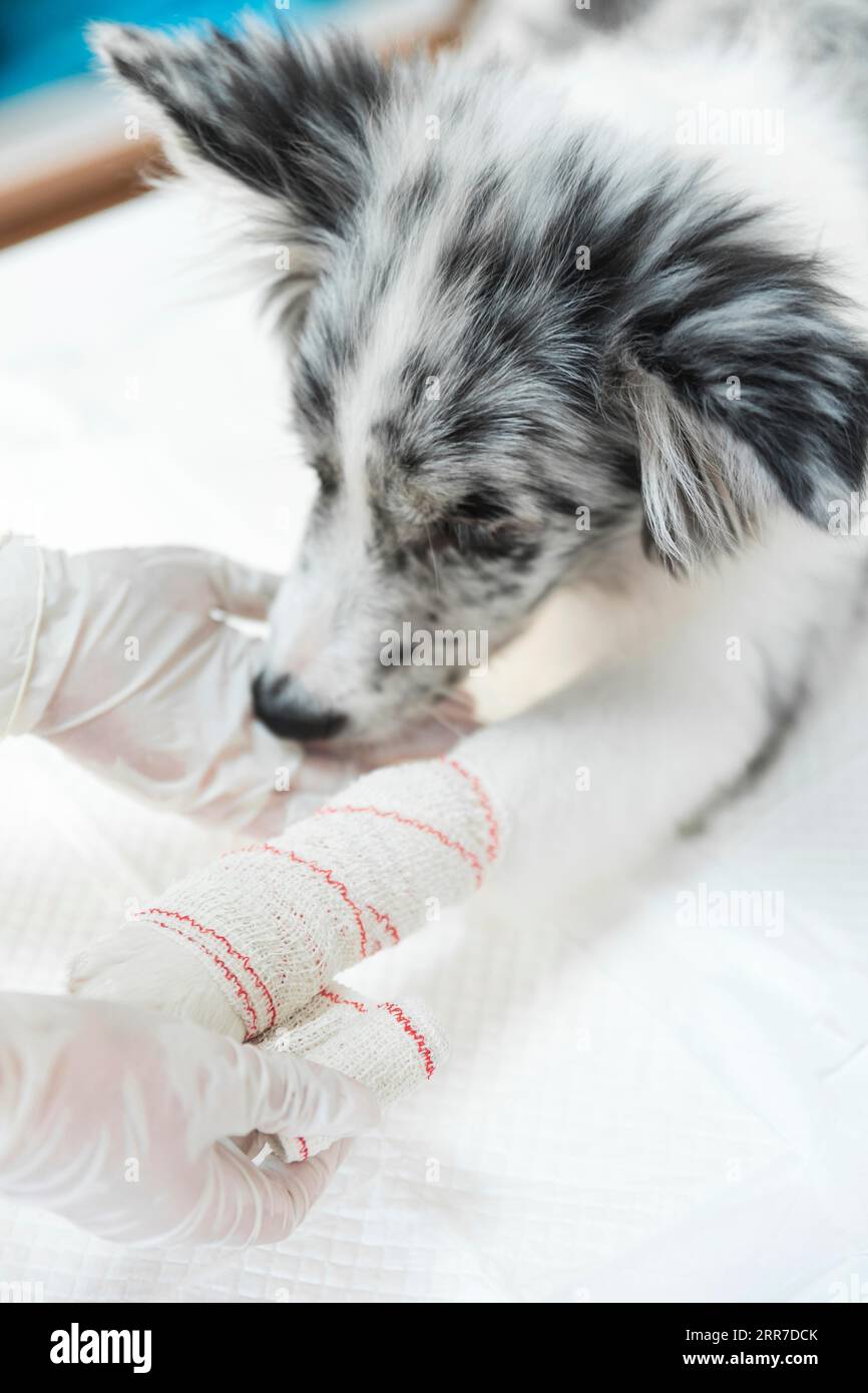 Veterinaria femmina che applica un arto della zampa del cane bendato bianco Foto Stock