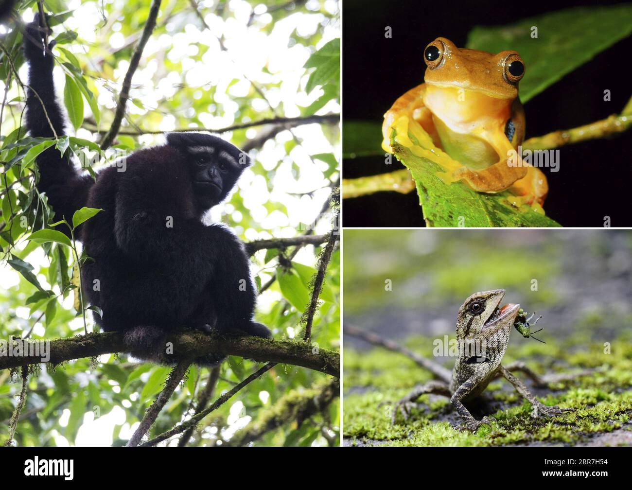 210329 -- KUNMING, 29 marzo 2021 -- foto combo non datata mostra un gibbon Skywalker L, una rana d'albero rossa R, superiore e una specie di lucertola d'albero selvatico R, in basso nel sud-ovest della Cina nella provincia dello Yunnan. /Handout via Xinhua Xinhua titoli: Esplorare il punto caldo della biodiversità cinese GaoligongxmountainxnationalxnaturexReserve PUBLICATIONxNOTxINxCHN Foto Stock