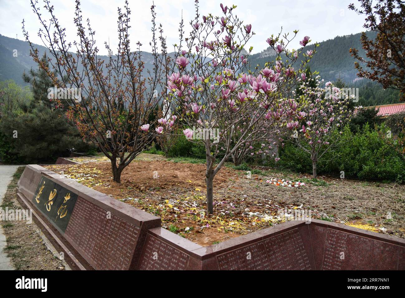 210401 -- JINAN, 1 aprile 2021 -- Un'aiuola con creme sepolte sotto è visibile nel cimitero di Yuhanshan a Jinan, nella provincia dello Shandong della Cina orientale, 1 aprile 2021. Il giorno delle tombe, noto anche come Festival di Qingming, che cade il 4 aprile di quest'anno, è un festival cinese in cui le persone rendono omaggio ai morti e adorano i loro antenati visitando tombe e facendo offerte. CHINA-JINAN-QINGMING-TOMBE-SPAZZARE CN ZHUXZHENG PUBLICATIONXNOTXINXCHN Foto Stock