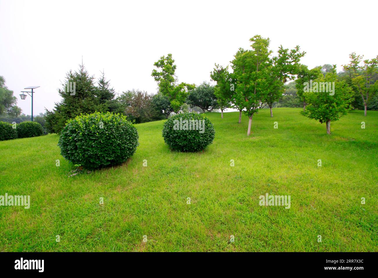 prato e piante sferiche, primo piano della foto Foto Stock