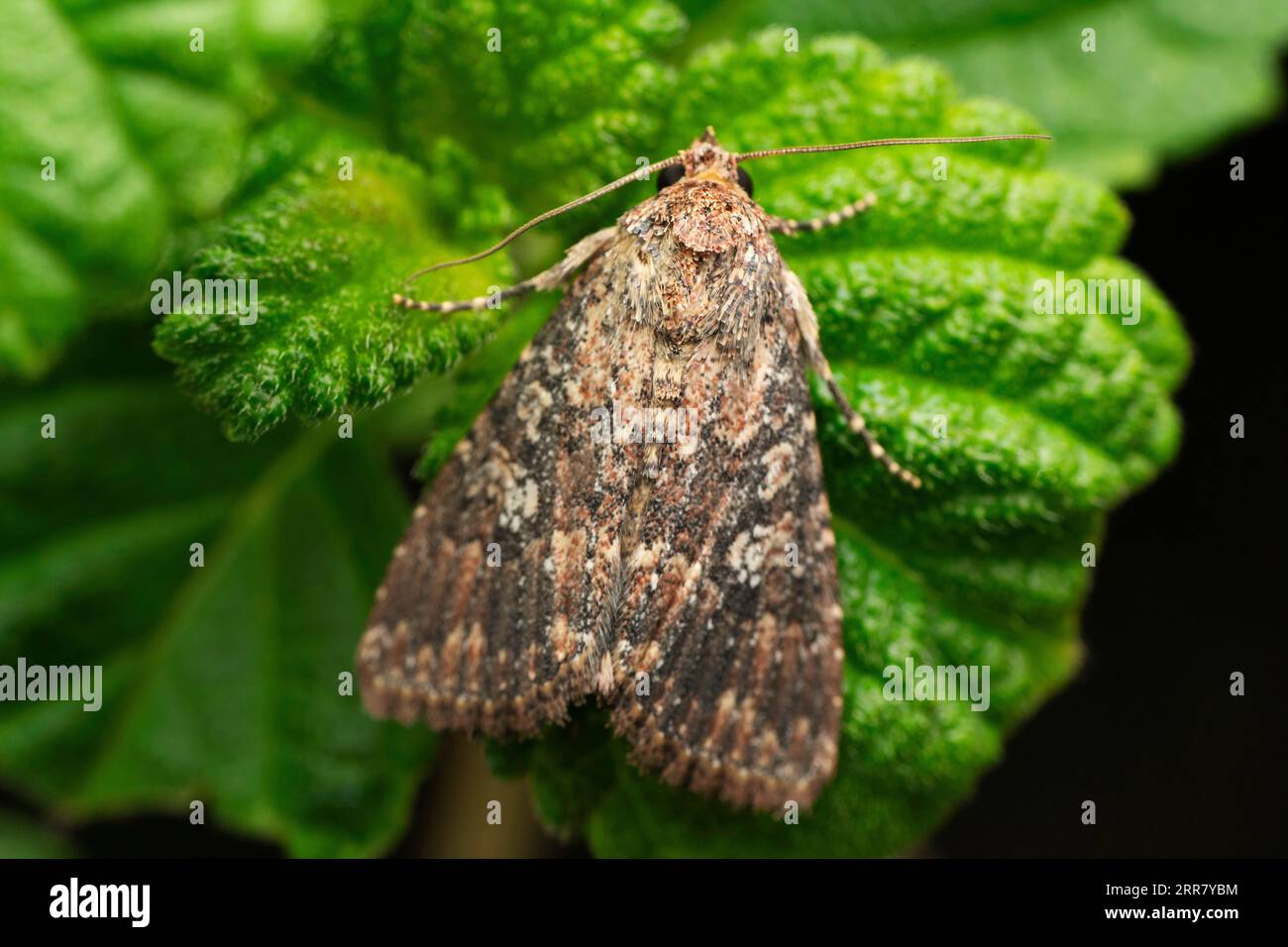 Falena di cavolo, Amyna virbioides, Satara, Maharashtra, India Foto Stock