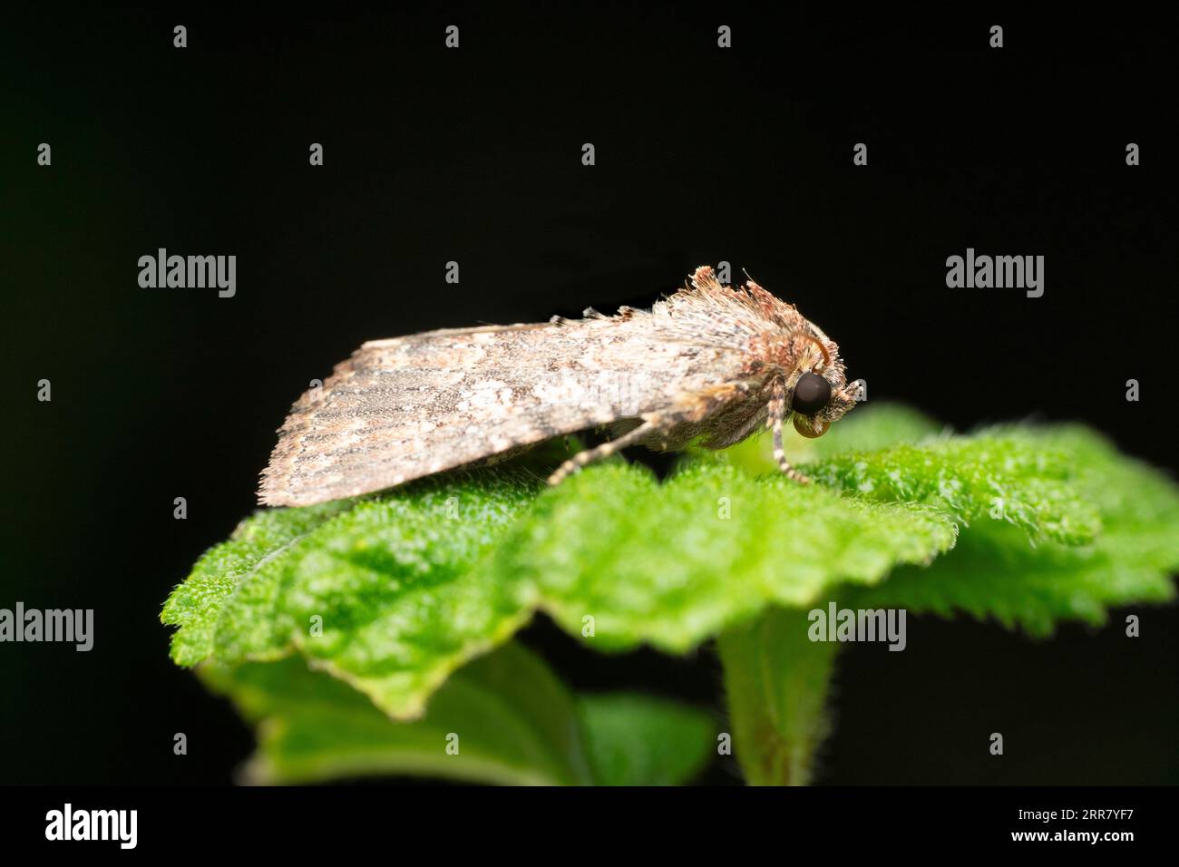 Laterale della falena del cavolo, Amyna virbioides, Satara, Maharashtra, India Foto Stock