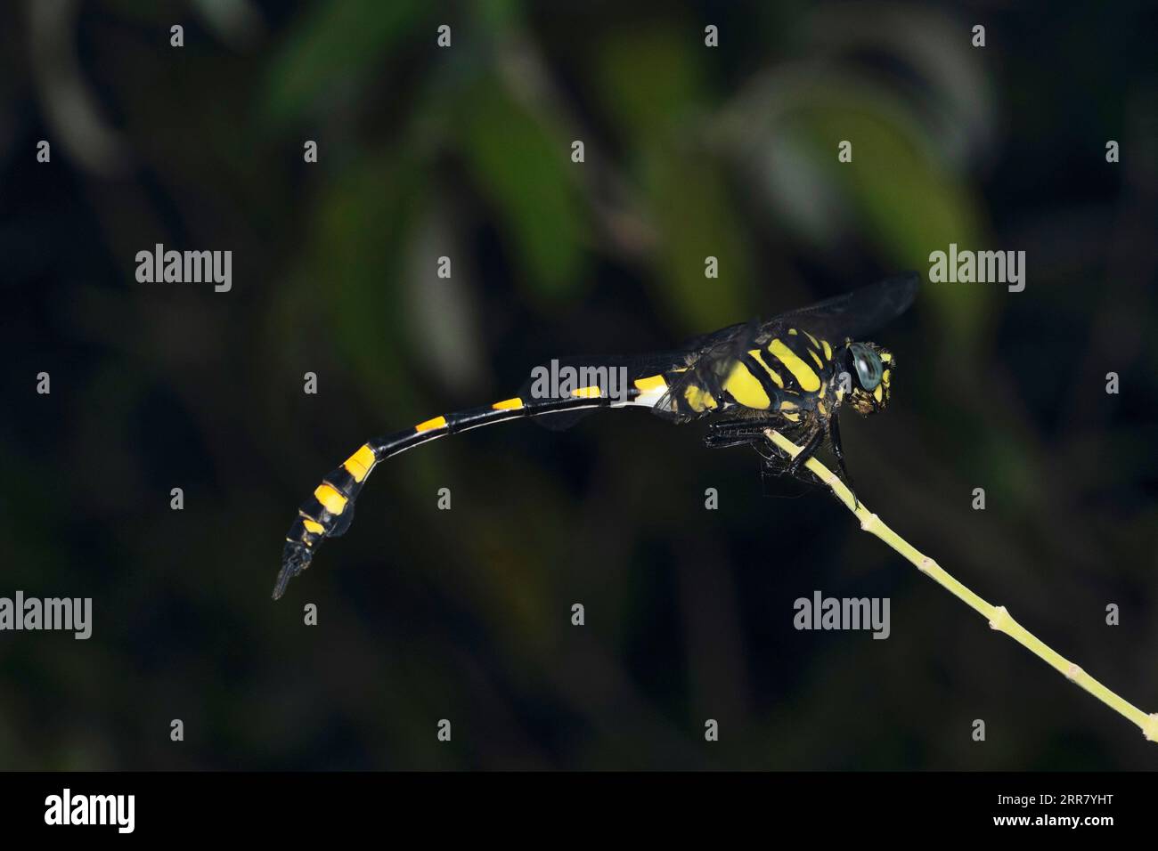 Pincertail Dragonfly, Onychogomphus forcipatus, Satara, Maharashtra, India Foto Stock