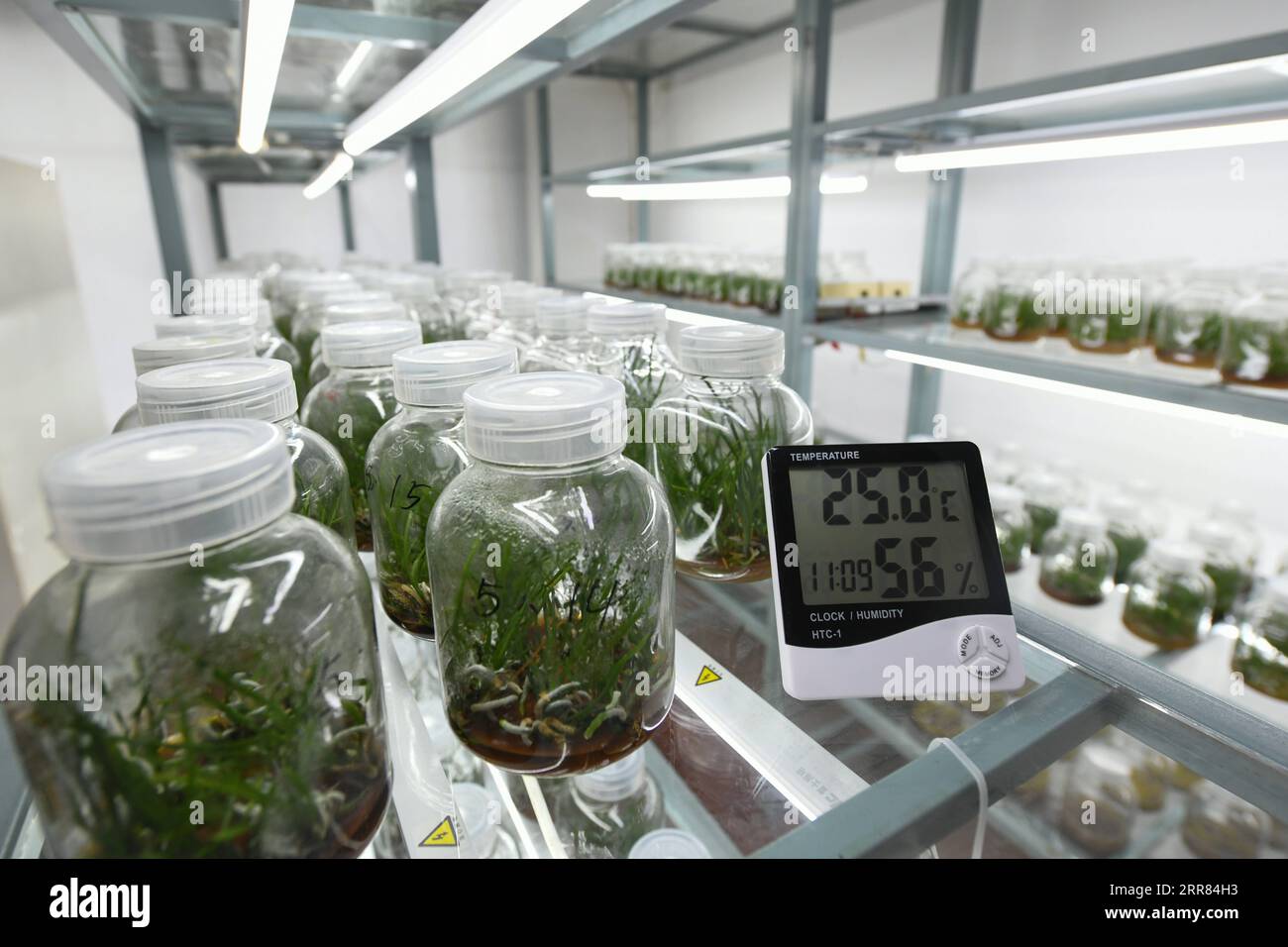 210417 -- CHENGDU, 17 aprile 2021 -- foto scattata il 14 aprile 2021 mostra l'holcoglossum omeiense allevato artificialmente in un laboratorio a Leshan, nella provincia del Sichuan della Cina sud-occidentale. Come specie endemica nell'area del Monte Emei, holcoglossum omeiense è classificato come specie a rischio di estinzione e specie vegetali con popolazioni estremamente piccole PSESP. È elencato nella China Species Red List, nella China Biodiversity Red List e nelle rare and Endangered Plants in China, e quindi chiamato panda del regno vegetale. Ricercatori come li Cehong e GU Haiyan sono stati dedicati alla protezione della specie per anni. Dal gr Foto Stock