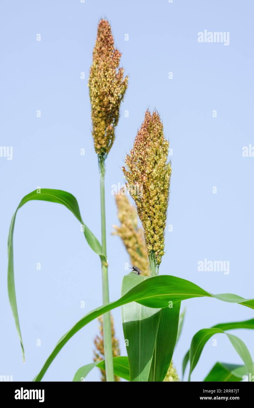 Sorgo, broomcorn, miglio, semi di cereali sulle piante all'inizio dell'autunno Foto Stock