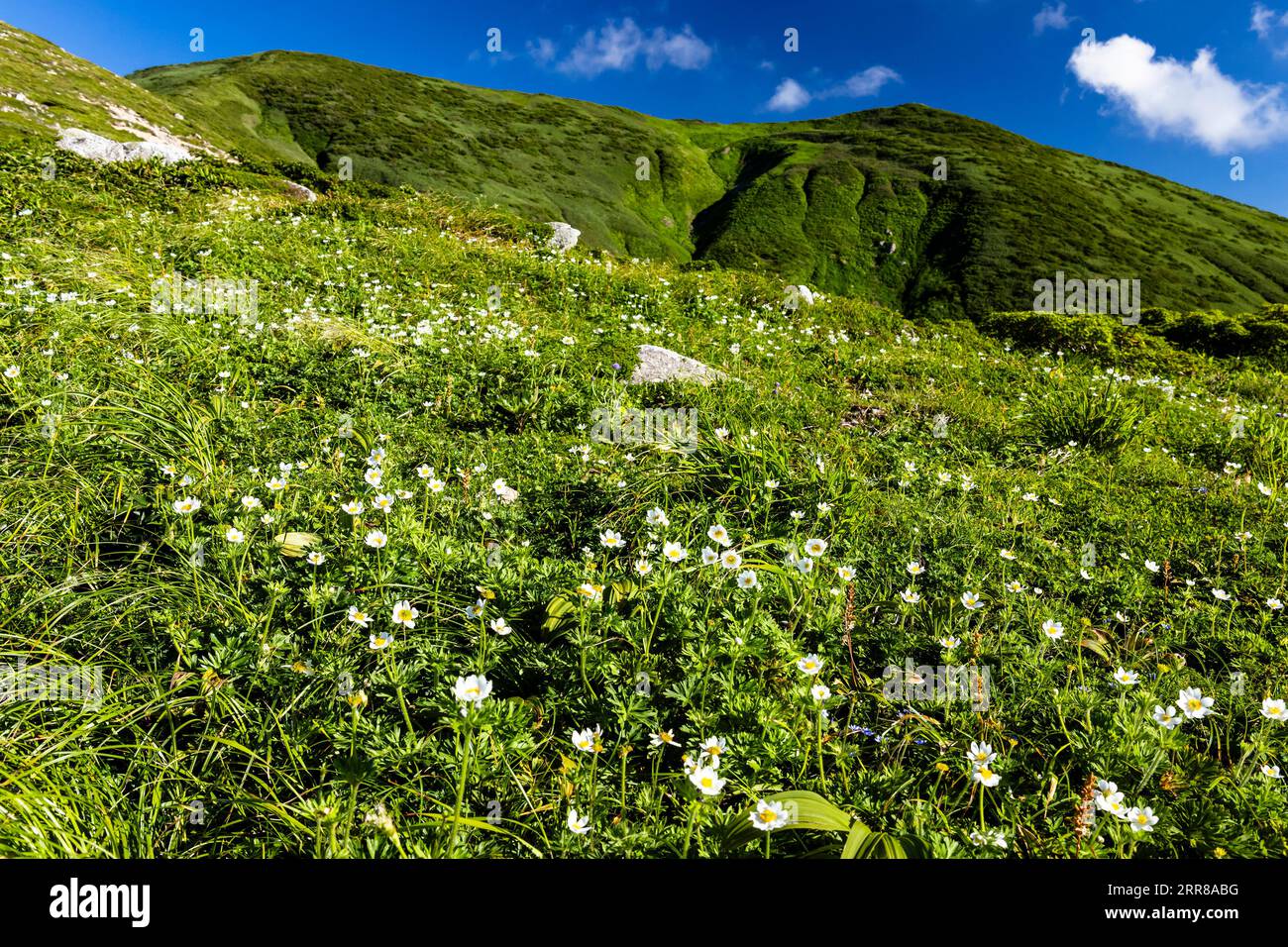 Catena montuosa di Asahi, fiori bianchi, piante di alpaina, rifugio Kitsuneana, 100 montagne del Giappone, Yamagata, Tohoku, Giappone, Asia Foto Stock