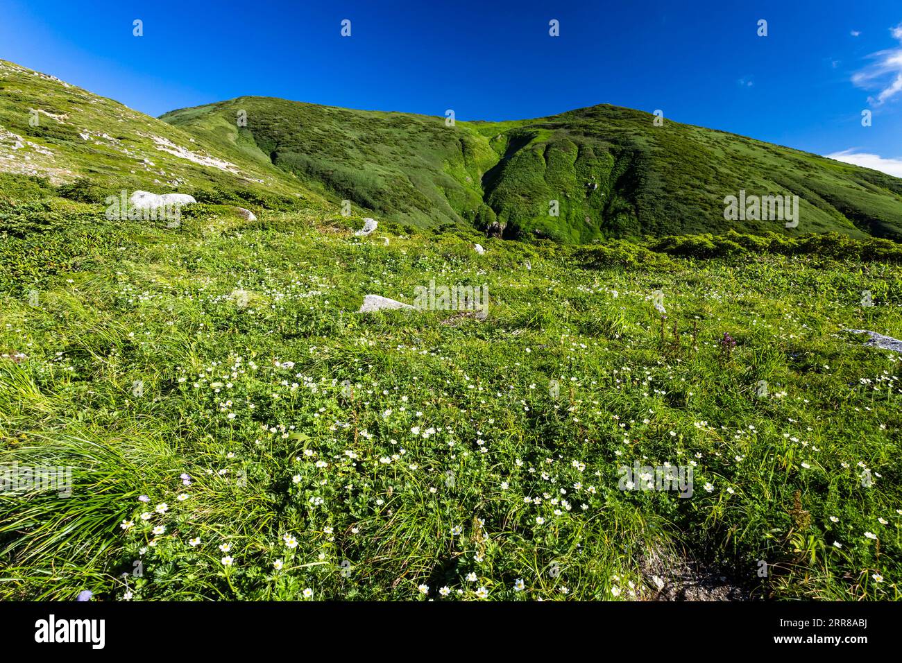 Catena montuosa di Asahi, fiori bianchi, piante di alpaina, rifugio Kitsuneana, 100 montagne del Giappone, Yamagata, Tohoku, Giappone, Asia Foto Stock