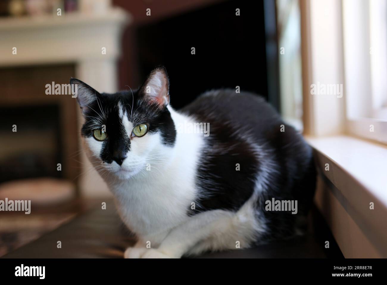 gatto bianco e nero in piedi davanti alla finestra e fiore sullo sfondo. Foto di alta qualità Foto Stock