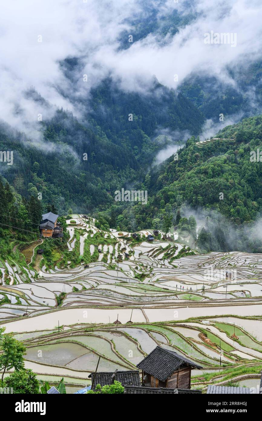 210509 -- GUIYANG, 9 maggio 2021 -- foto scattata il 4 maggio 2021 mostra una vista dei campi terrazzati di Jiabang nella contea di Congjiang, nella provincia di Guizhou nella Cina sud-occidentale. Il tempo umido persistente avvolge le terrazze con una coperta di nuvole e nebbia nella maggior parte delle mattine. Il paesaggio da sogno è quello che si può desiderare e trovare nelle foto scattate da Mo Xiaoshu. Mo, un funzionario pubblico di 39 anni, ha scattato più di 100.000 foto che registrano i campi terrazzati di Jiabang nella contea di Congjiang negli ultimi 13 anni. Il suo lavoro è diventato virale online e ha attirato bevies di cianfrusaglie per visitare le risaie a terrazze. Jiabang ha qualcosa di spe Foto Stock