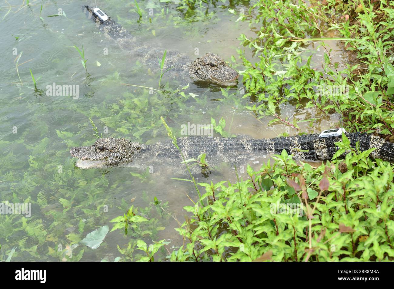 210513 -- JINGXIAN, 13 maggio 2021 -- foto scattata il 13 maggio 2021 mostra gli alligatori dello Yangtze in un punto di rilascio della riserva naturale nazionale degli alligatori cinesi di Anhui nella contea di Jingxian, nella provincia di Anhui della Cina orientale. La riserva naturale di giovedì ha rilasciato 51 alligatori Yangtze allevati artificialmente, noti anche come alligatori cinesi, in natura, con altri 479 previsti per essere liberati in diversi punti di rilascio nella riserva. La riserva naturale ha iniziato a reintrodurre i rettili in via di estinzione in natura dal 2003, e a partire dal 2020, un totale di 508 alligatori cinesi sono stati rilasciati in 16 batche Foto Stock