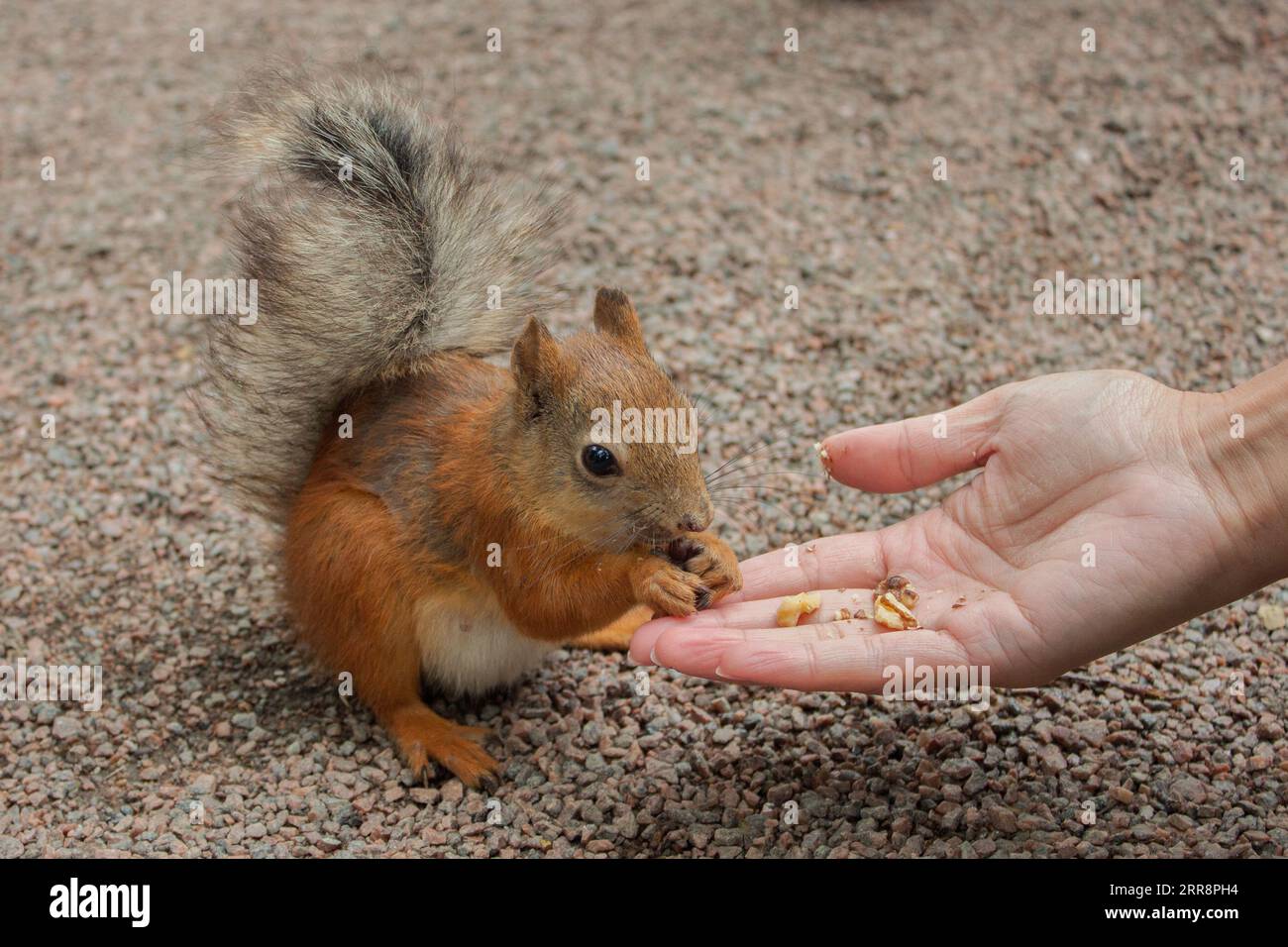 Lo scoiattolo mangia le noci dalla mano a terra nel parco. Dare da mangiare allo scoiattolo, da vicino Foto Stock