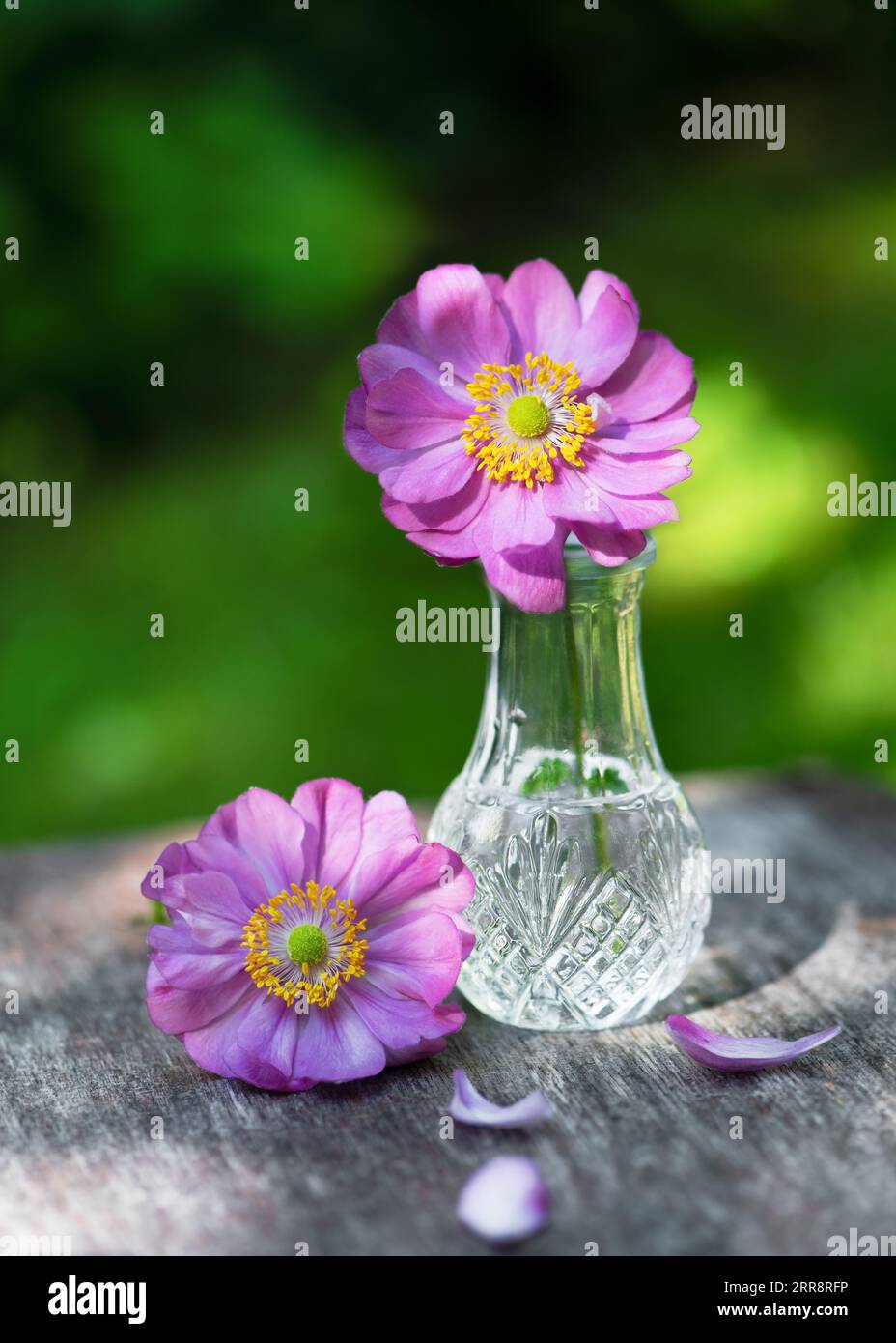 Natura morta con doppio fiore viola rosa di anemone japonica in un piccolo vaso di vetro. (Anemone Hupehensis). Concetto di arredamento in giardino. Copia spazio. Foto Stock