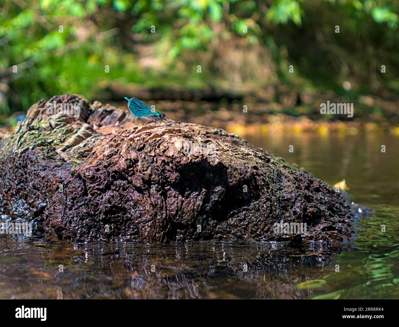 Calopteryx virgo maschio libellula seduto su una roccia nel fiume Foto Stock