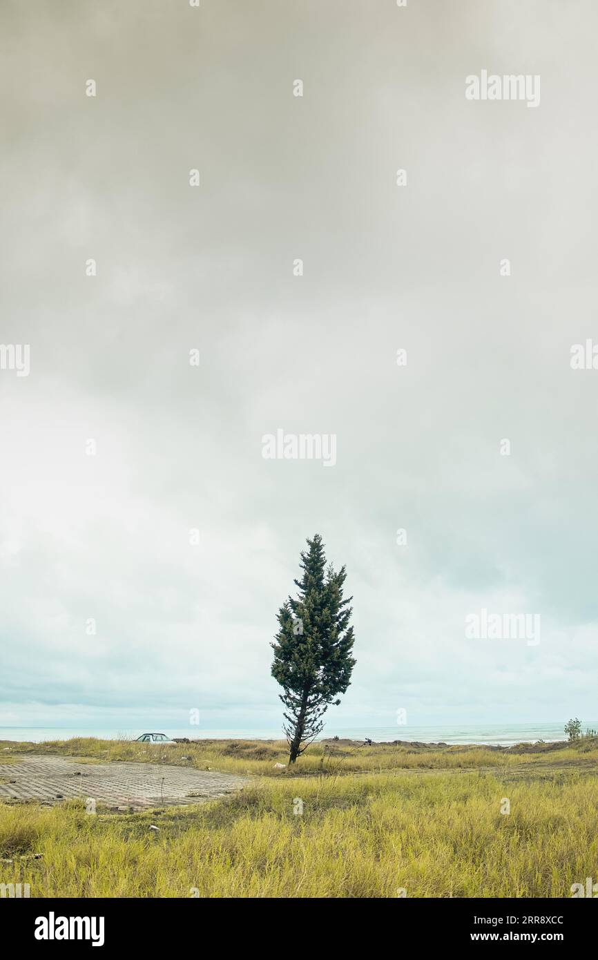 Foto di un singolo albero nel mezzo di una pianura costiera. Foto Stock