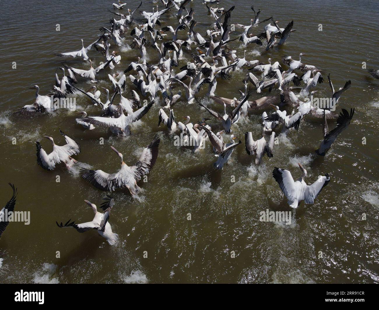 210523 -- KONYA, 23 maggio 2021 -- Pelicans sport on water in Konya, Turchia, 22 maggio 2021. Foto di /Xinhua TURKEY-KONYA-PELICANS MustafaxKaya PUBLICATIONxNOTxINxCHN Foto Stock