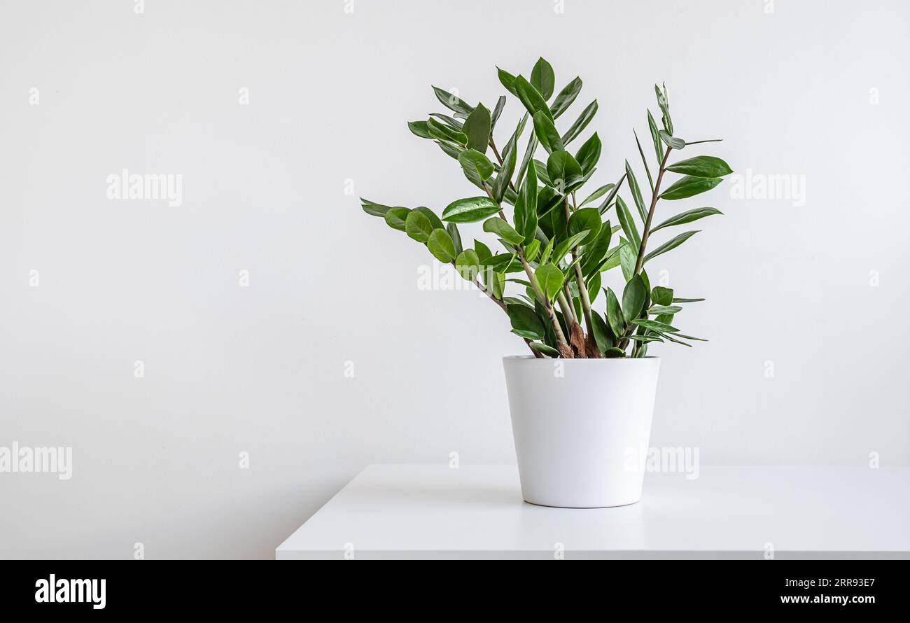 Zamioculcas, o pianta gemma di Zanzibar in un vaso di fiori bianco su un tavolo bianco, giardinaggio domestico e arredamento minimale con spazio per la copia Foto Stock