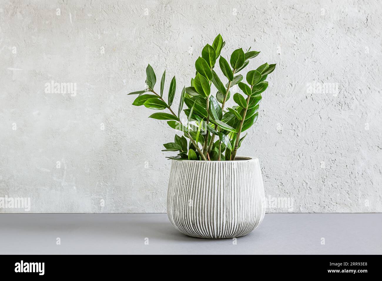 Zamioculcas, o zamiifolia zz pianta in un vaso di ceramica grigia su sfondo chiaro, giardinaggio domestico e arredamento minimale Foto Stock