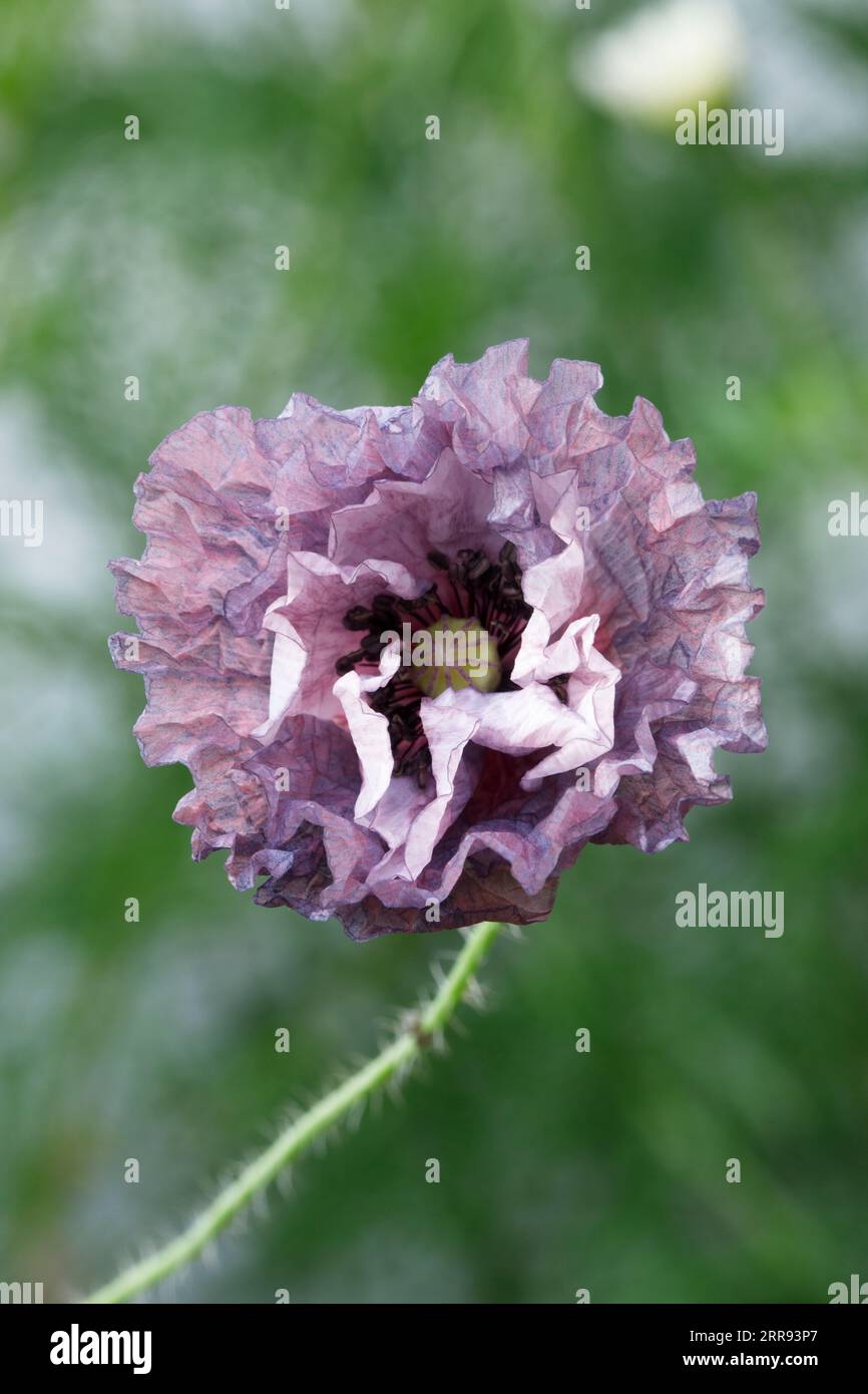 Papaver "Amazing Grey" Foto Stock