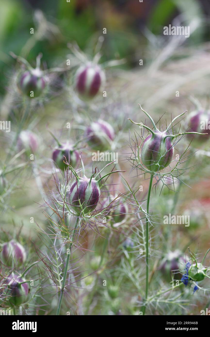 Nigella damascena 'Jewelsl persiano' seedhead. L'amore-nel-mist seedpod. Foto Stock