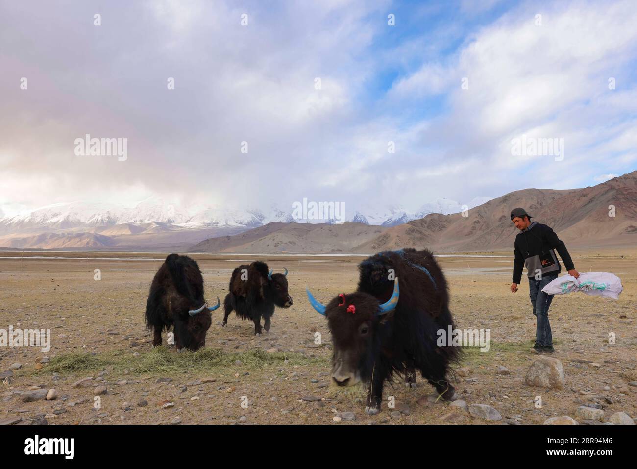 210528 -- URUMQI, 28 maggio 2021 -- Bikmirza Turdil alimenta gli yak nel villaggio di Subax della contea di Akto, regione autonoma di Xinjiang Uygur della Cina nordoccidentale, 14 maggio 2021. Bikmirza, un allevatore di 24 anni, nacque e crebbe ai piedi del Muztagh Ata, un picco con un'altitudine di oltre 7.500 metri, nella regione autonoma di Uygur dello Xinjiang Pamir in Cina. Ha iniziato a lavorare come guida aiutando gli scalatori a trasportare attrezzature e provviste all'età di 18 anni. Scalare il Muztagh Ata, un simbolo di coraggio, è anche considerato come la cerimonia di raggiungimento della maggiore età per i giovani locali. Nel villaggio di Subax dove Bikmir Foto Stock