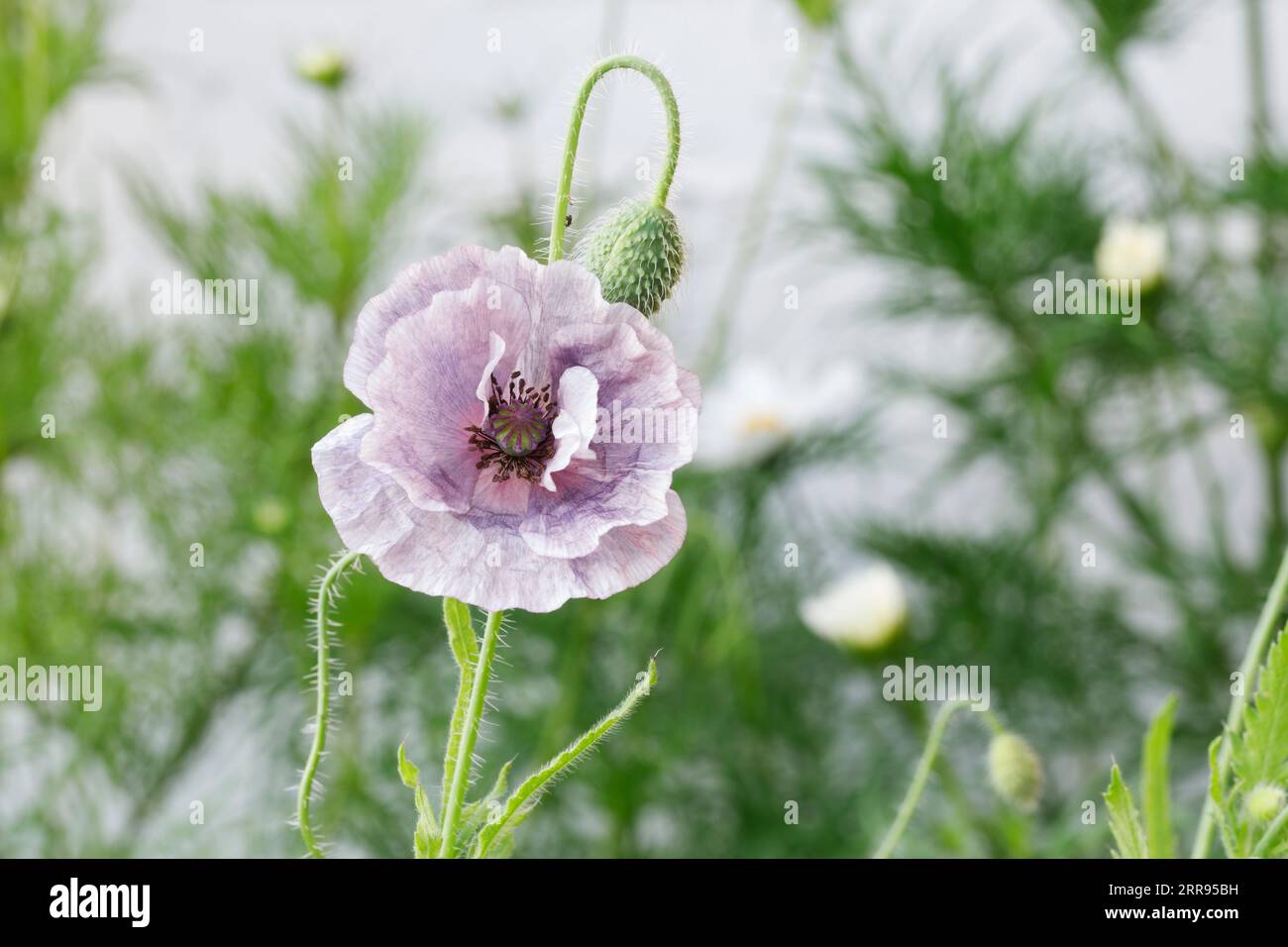 Papaver "Amazing Grey" Foto Stock