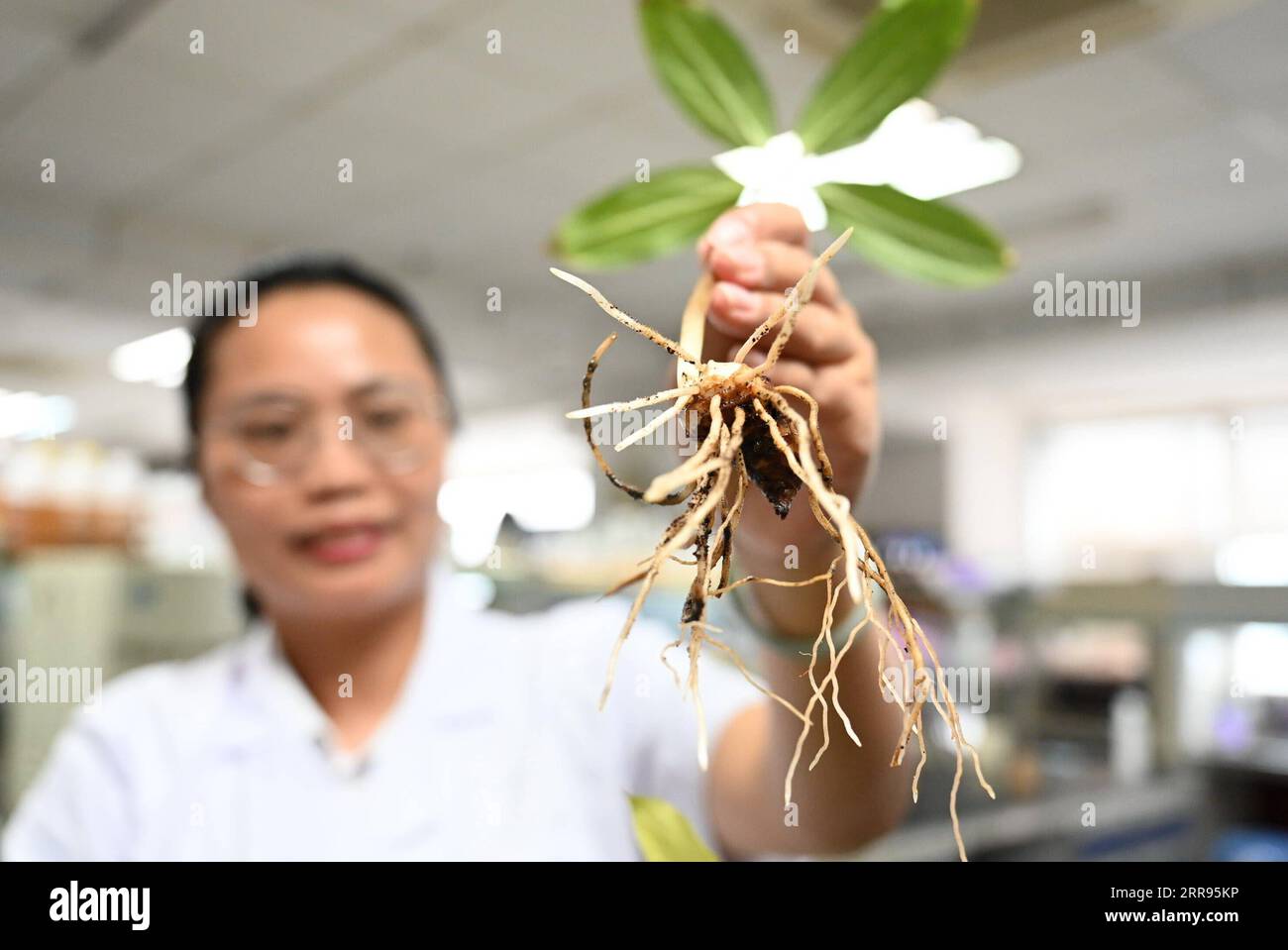 210529 -- FUZHOU, 29 maggio 2021 -- esperto Sci-tech su Hailan mostra le radici crescenti della pianta in un laboratorio dell'Accademia Fujian di Scienze agricole nella provincia del Fujian della Cina sud-orientale, 29 maggio 2021. Il meccanismo cinese di invio di esperti di sci-tecnologia nelle aree rurali mira a diffondere la scienza e la tecnologia agricola, a guidare l'innovazione e l'imprenditorialità della sci-tecnologia, a guidare i villaggi fuori dalla povertà e a promuovere la vitalizzazione rurale. La pratica fu iniziata nel 1999 quando il governo locale della città di Nanping, nel Fujian, cercò di migliorare la sua improduttiva economia rurale. La Foto Stock