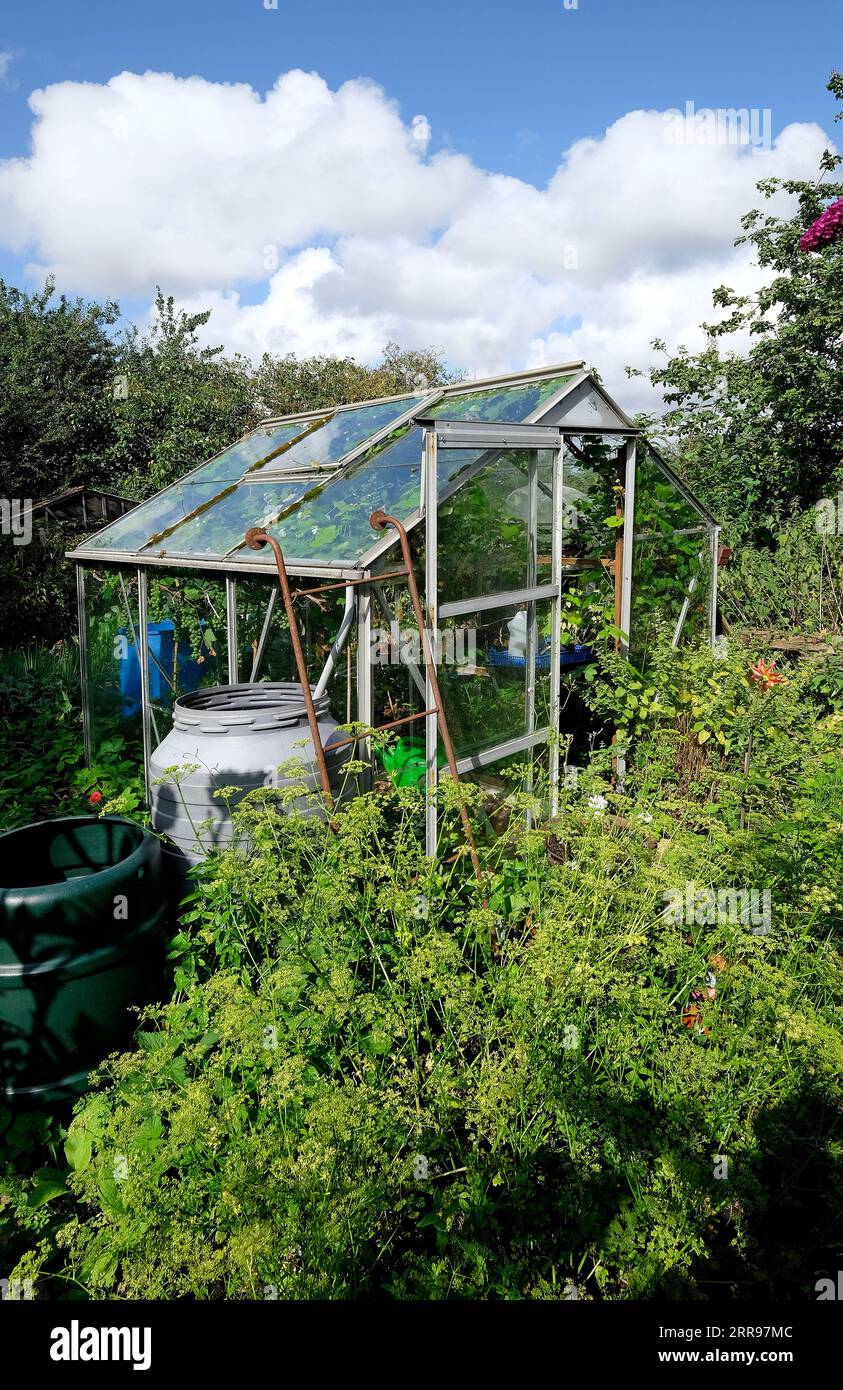 overgrown allotment greenhouse, norfolk, inghilterra Foto Stock