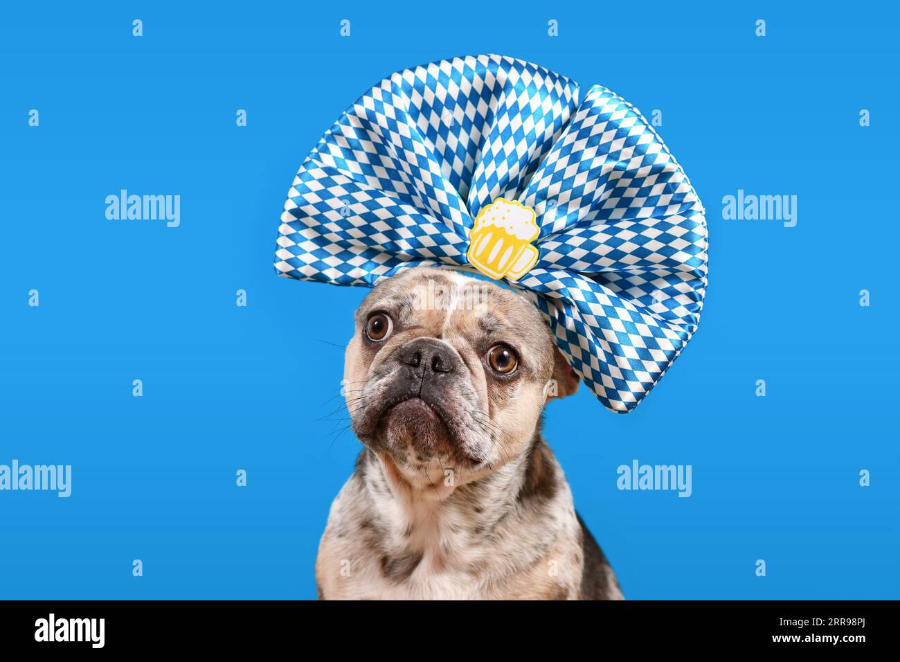 Cane Bulldog francese con fascia a nastro Oktoberfest con colori tradizionali blu e bianco e tazza di birra su sfondo blu Foto Stock