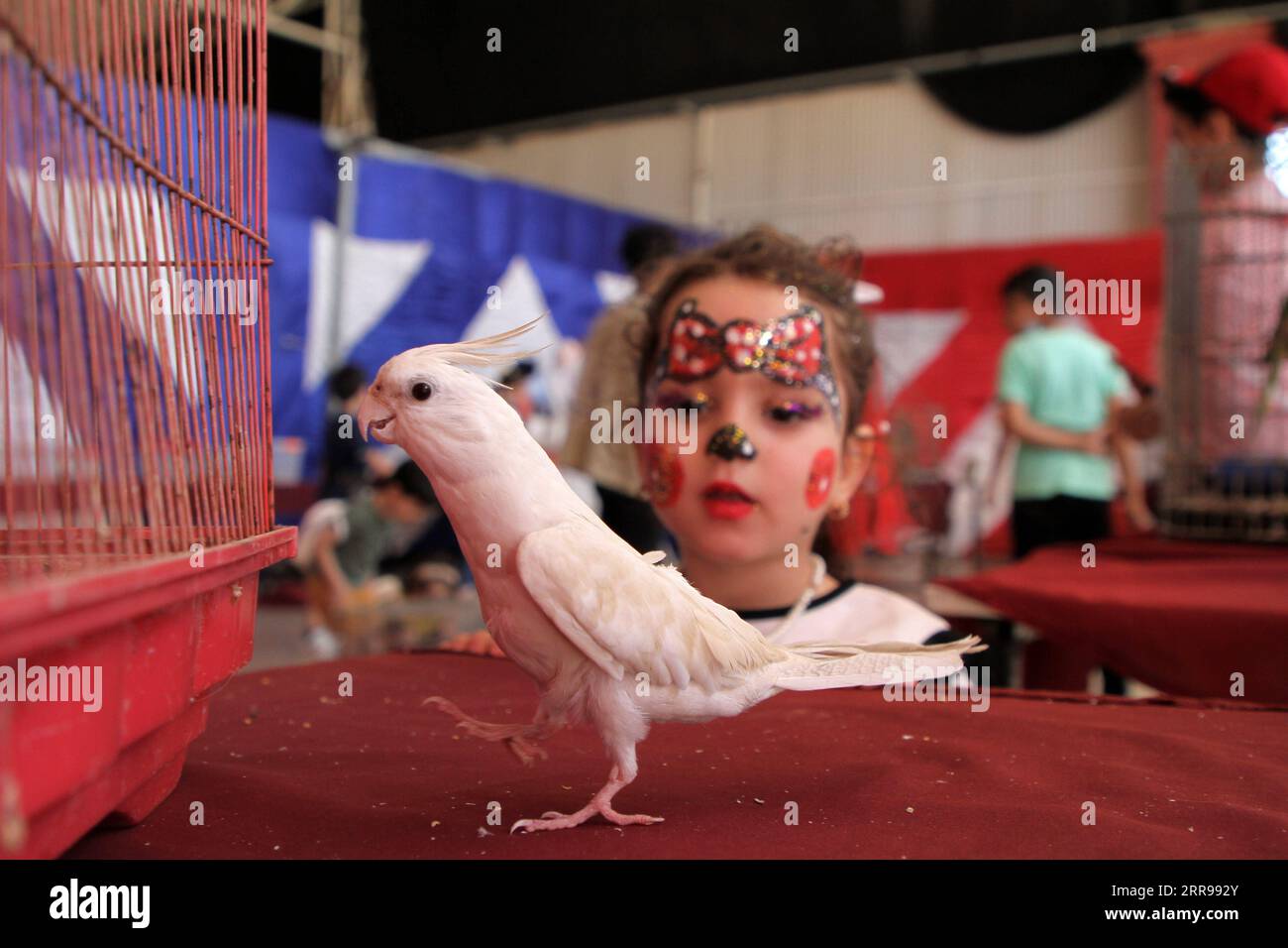 210602 -- GAZA, 2 giugno 2021 -- Un bambino palestinese guarda un uccello ad una mostra per animali domestici a Gaza City, il 2 giugno 2021. Foto di /Xinhua MIDEAST-GAZA CITY-PETS-EXHIBITION RizekxAbdeljawad PUBLICATIONxNOTxINxCHN Foto Stock