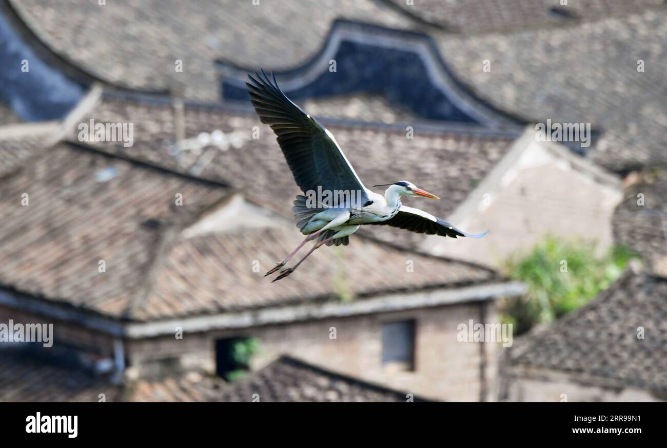 210604 -- LUOYUAN, 4 giugno 2021 -- Un airone vola sopra il villaggio di Lian ao di Bili Town nella contea di Luoyuan, nella provincia del Fujian della Cina sudorientale, 3 giugno 2021. Lian ao Village è un piccolo villaggio vicino al mare e circondato da colline. Da marzo ad aprile ogni anno, greggi di aironi vengono nelle foreste vicino al villaggio per costruire nidi e dare alla luce pulcini, grazie alla protezione dagli abitanti del villaggio e al buon ambiente locale. CHINA-FUJIAN-LUOYUAN-ENVIRONMENT-HERONS CN WEIXPEIQUAN PUBLICATIONXNOTXINXCHN Foto Stock