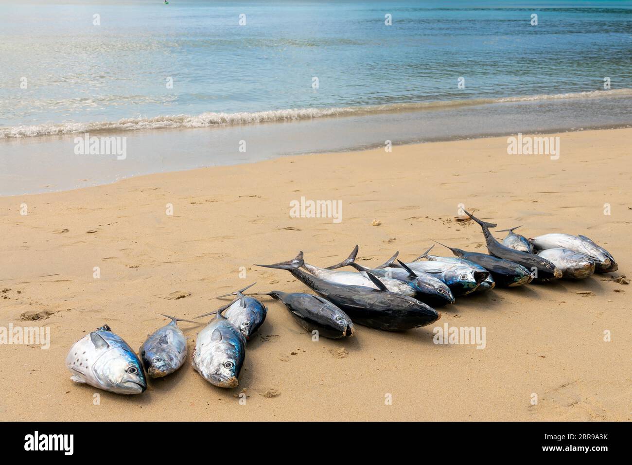 Molti pesci grossi freschi, pescato del giorno sulla sabbia di una spiaggia delle isole Seychelles Foto Stock