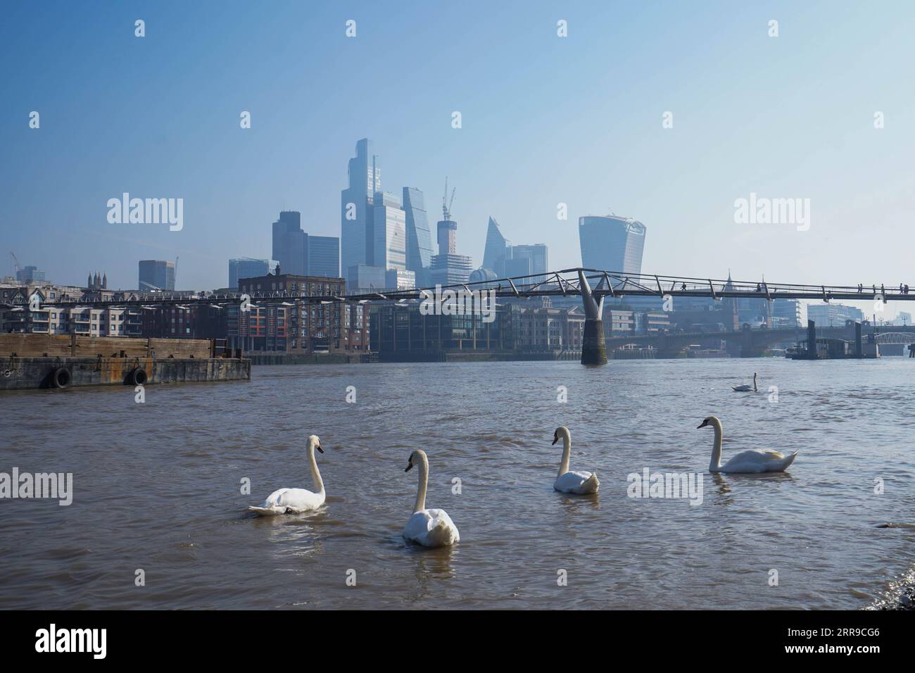 Londra Regno Unito. 7 settembre 2023 cigni che nuotano sul Tamigi vicino alla città di Londra sotto il sole luminoso mentre continua l'ondata di caldo di fine estate nella capitale. L'Agenzia per la sicurezza sanitaria del Regno Unito" ha emesso un avviso di allarme cardiaco in quanto il giorno più caldo è previsto a Saturbay con temperature di 32C credito amer ghazzal/Alamy Live News Foto Stock
