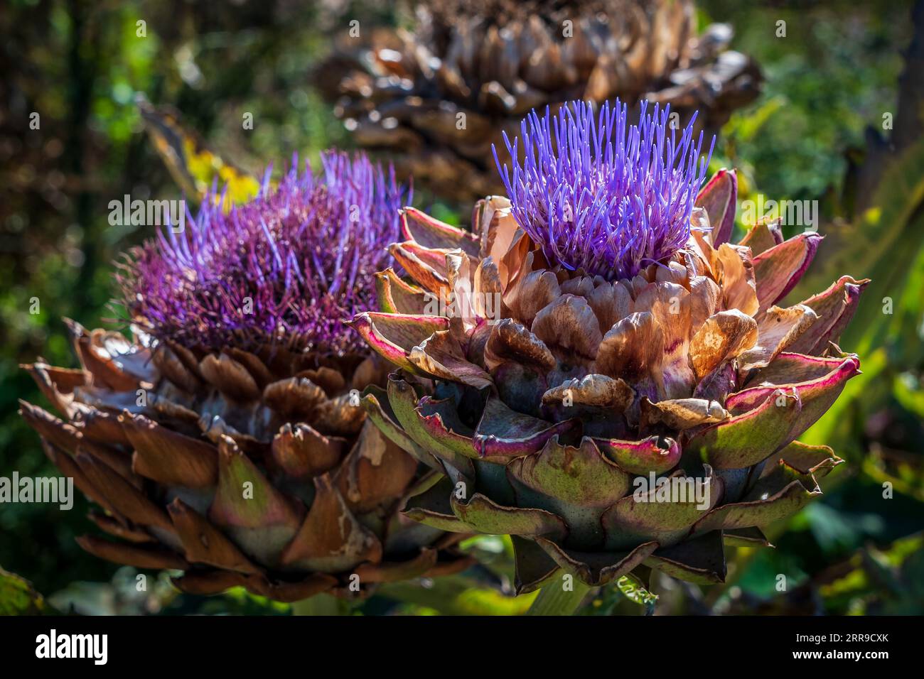 Il carciofo globo o o il carciofo francese una varietà di carciofo coltivato. Testata di fiori di carciofo. Foto Stock