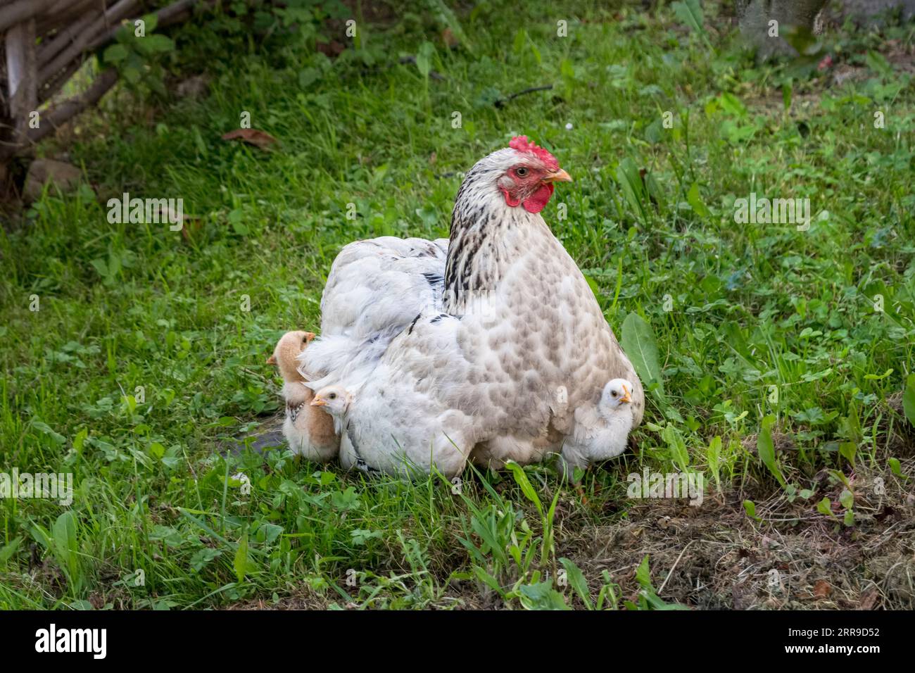 Una gallina bianca della madre del Sussex con i suoi pulcini che sbirciano da sotto le ali (Regno Unito) Foto Stock