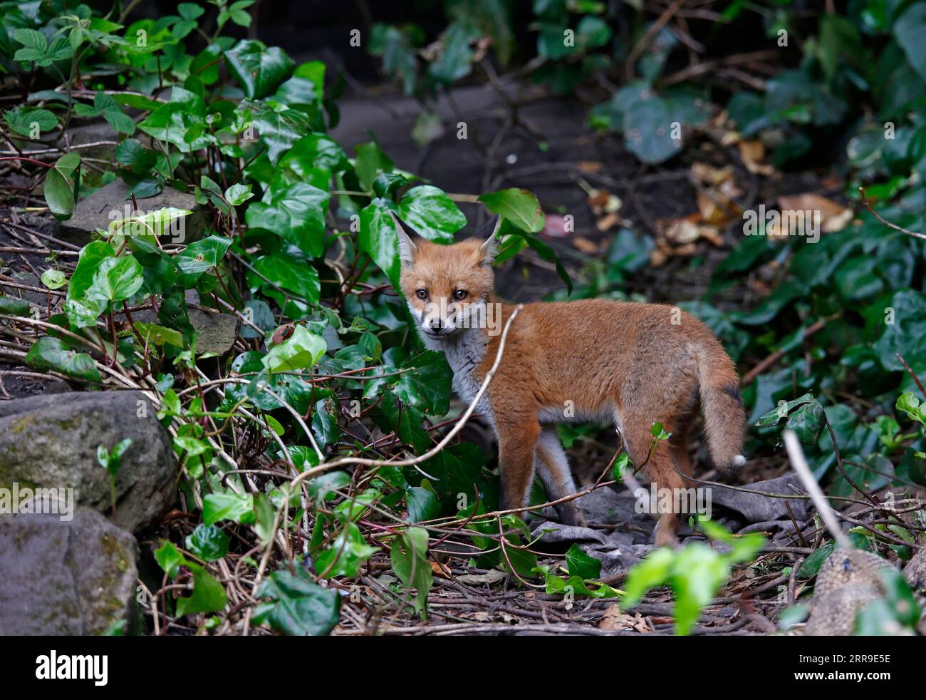 Cuccioli di volpe che giocano in giardino Foto Stock