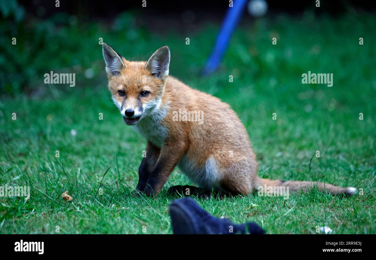 Cuccioli di volpe che giocano in giardino Foto Stock