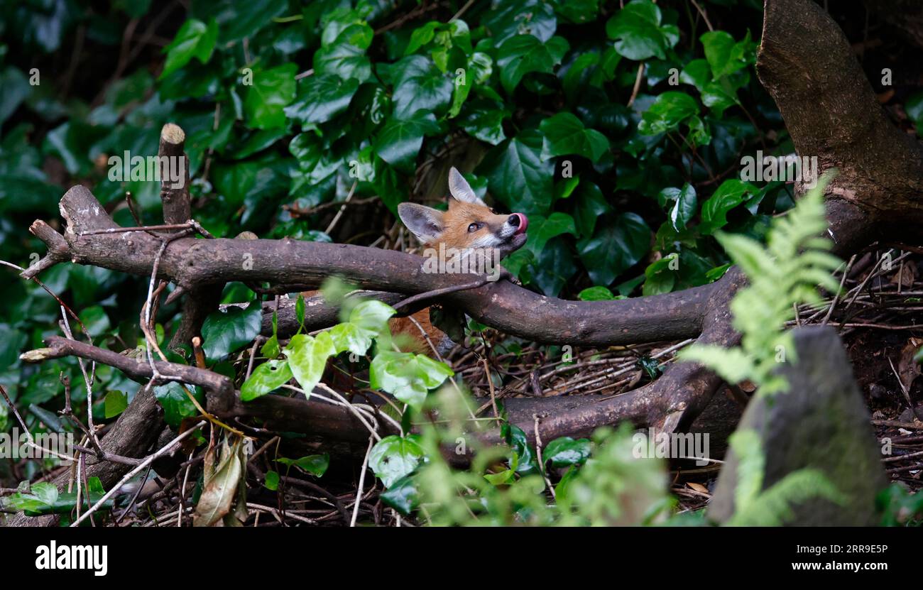 Cuccioli di volpe che giocano in giardino Foto Stock