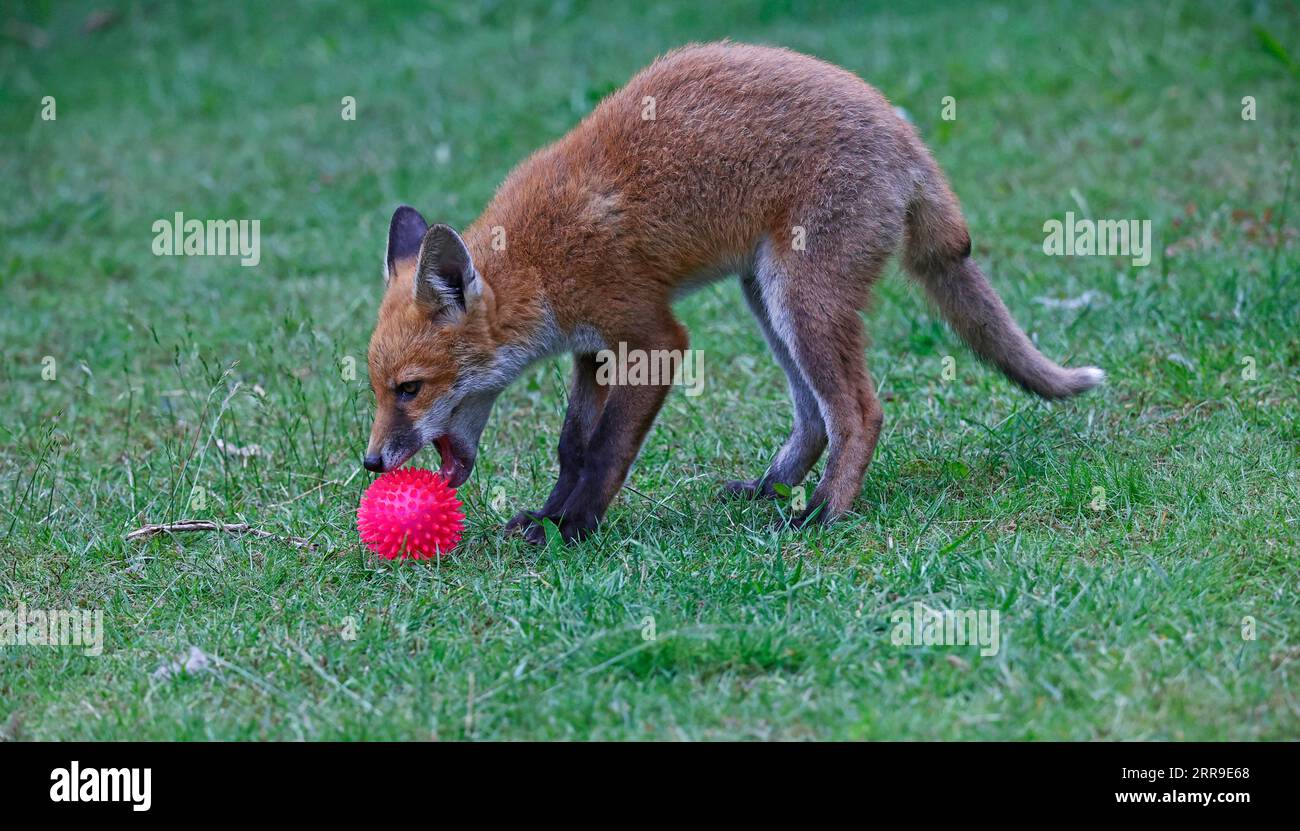 Cuccioli di volpe che giocano in giardino Foto Stock