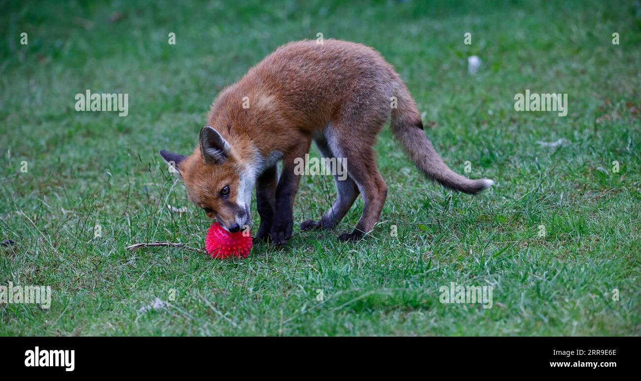 Cuccioli di volpe che giocano in giardino Foto Stock