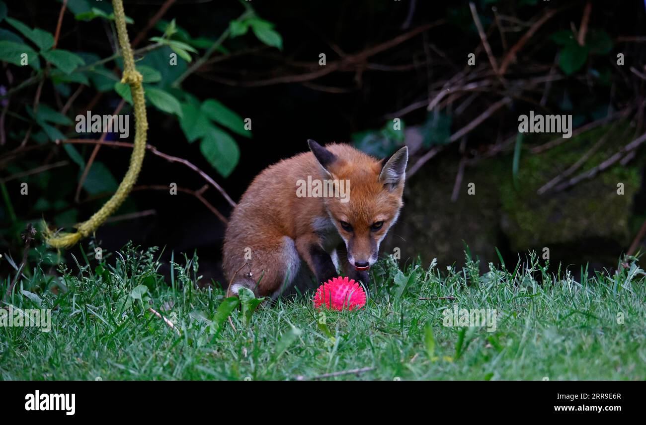 Cuccioli di volpe che giocano in giardino Foto Stock