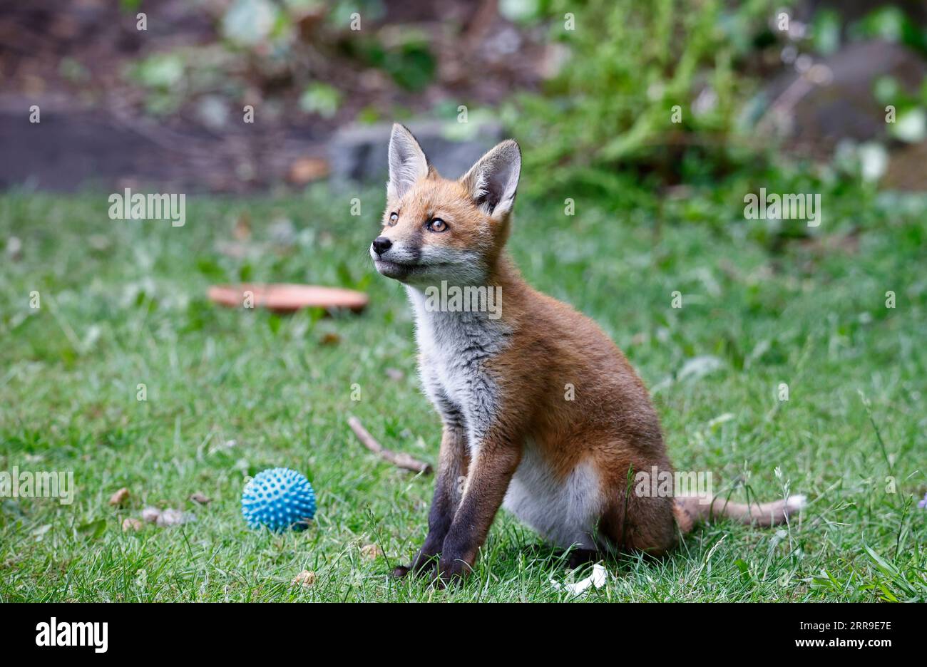 Cuccioli di volpe che giocano in giardino Foto Stock
