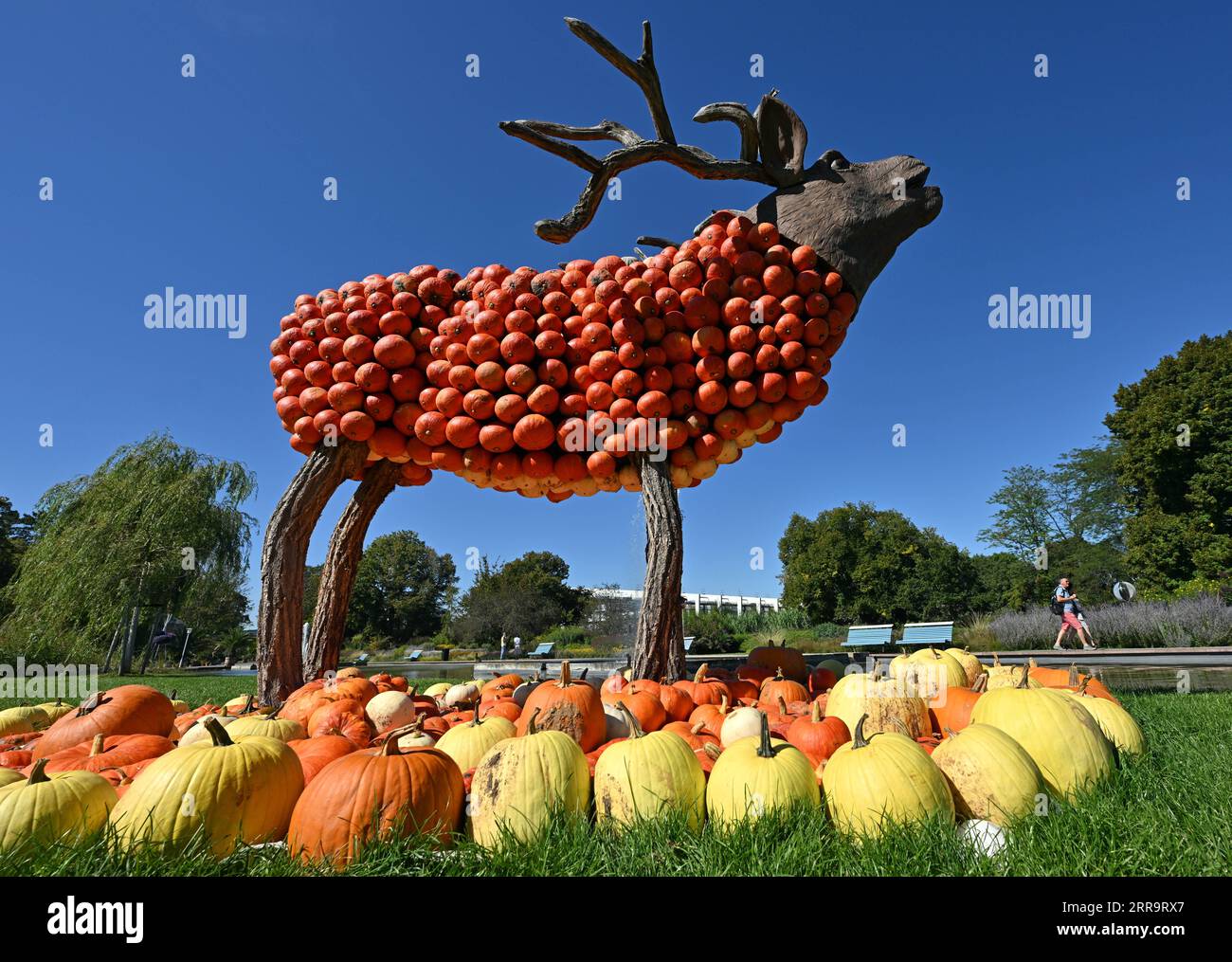 Erfurt, Germania. 7 settembre 2023. Un cervo fatto di legno e zucche può essere visto nella tradizionale mostra sulla zucca a Ega Park. La mostra di zucca di quest'anno dura dal 2 settembre al 31 ottobre 2023 ed è dedicata al tema della foresta. Dieci figure sono state scolpite da centinaia di zucche grandi e piccole. Credito: Martin Schutt/dpa/Alamy Live News Foto Stock
