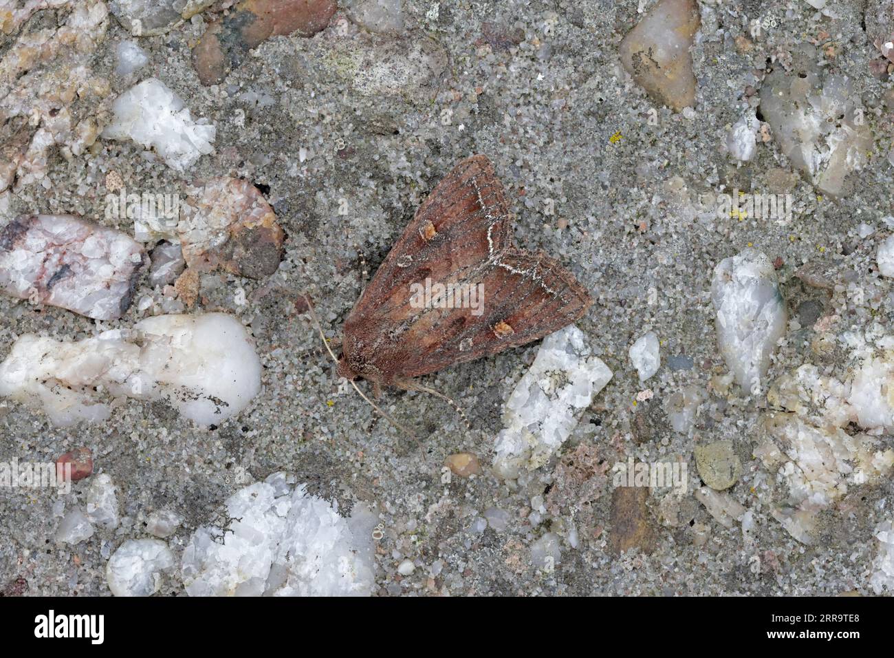 Brown-Eye Moth sulla Skokholm Pembrokeshire, galles Foto Stock