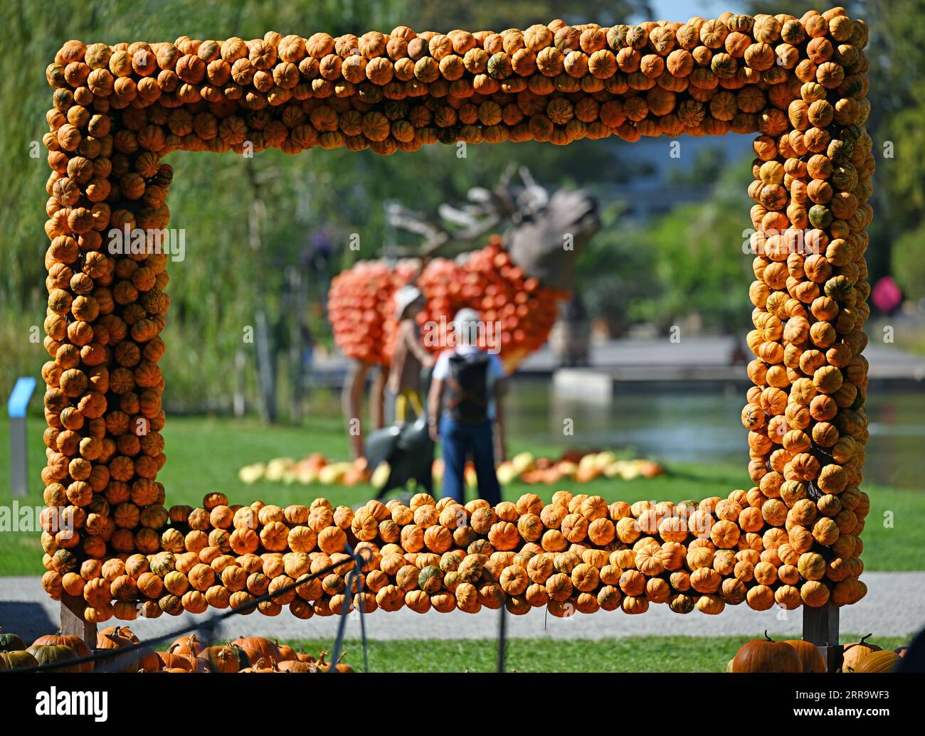 Erfurt, Germania. 7 settembre 2023. Un cervo fatto di legno e zucche può essere visto nella tradizionale mostra sulla zucca a Ega Park. La mostra di zucca di quest'anno dura dal 2 settembre al 31 ottobre 2023 ed è dedicata al tema della foresta. Dieci figure sono state scolpite da centinaia di zucche grandi e piccole. Credito: Martin Schutt/dpa/Alamy Live News Foto Stock