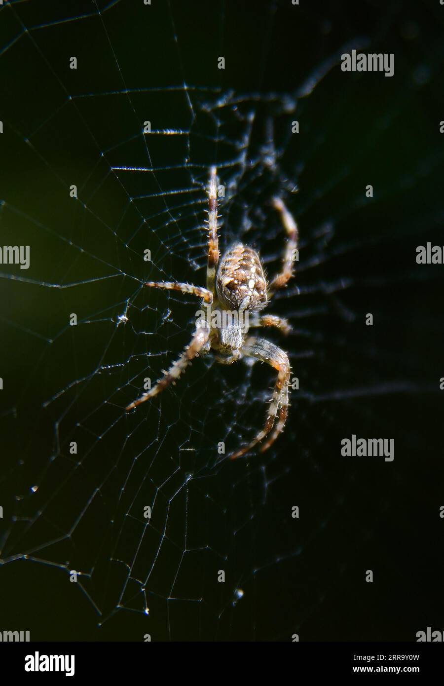 Common Garden Spider ( Araneus diadematus ) sulla sua rete, che può essere visto in gran numero in tarda estate e all'inizio dell'autunno nel Regno Unito Foto Stock