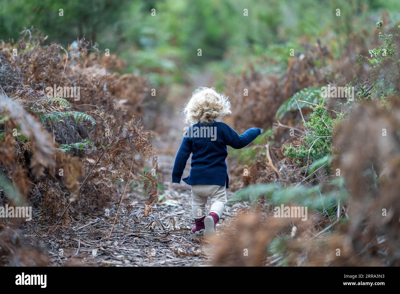 bambino nella foresta selvaggia che cammina insieme in un parco in america Foto Stock