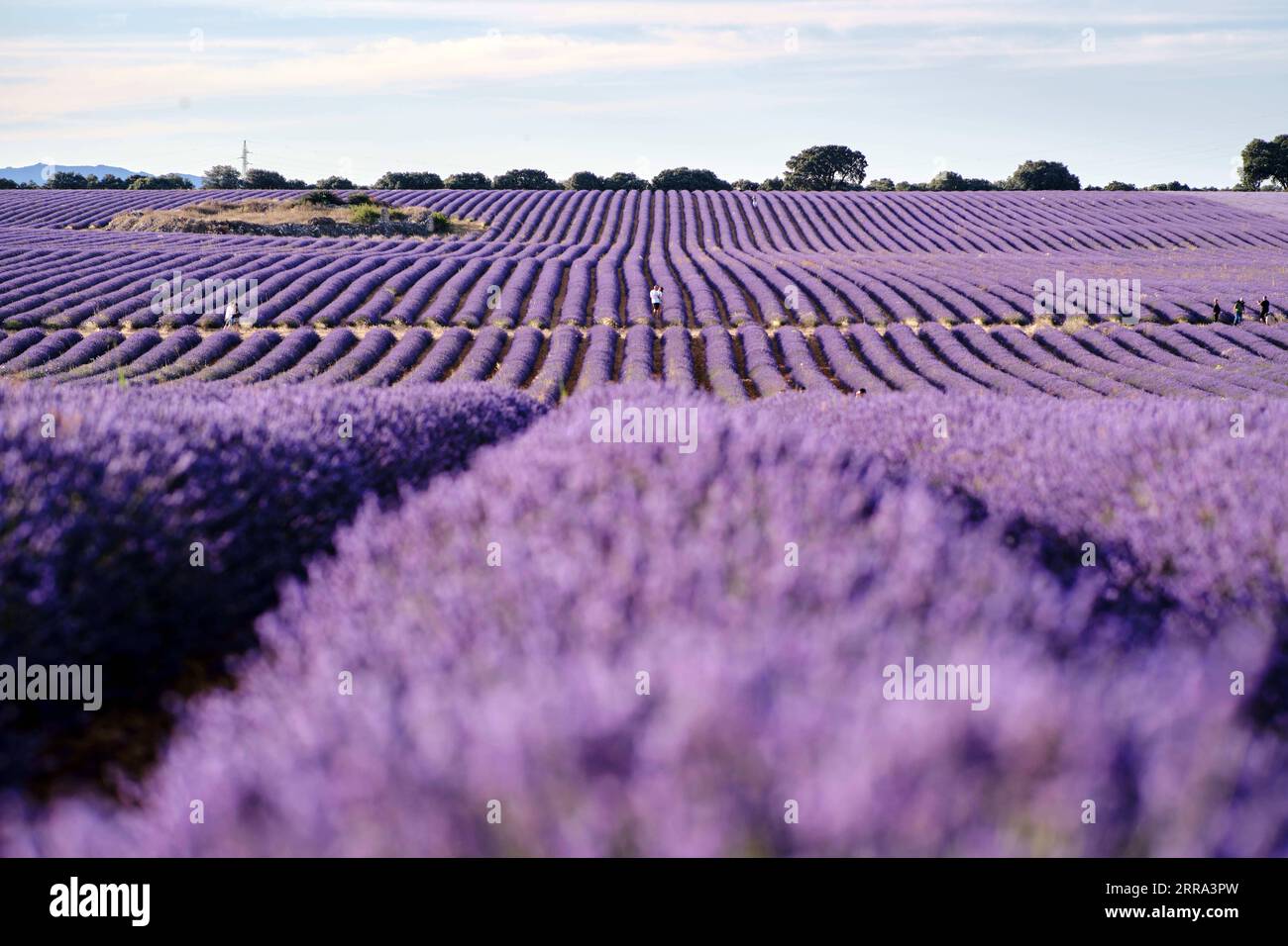 210714 -- BRIHUEGA, 14 luglio 2021 -- foto scattata il 13 luglio 2021 mostra i campi di lavanda a Brihuega, in Spagna. SPAIN-BRIHUEGA-LAVENDER MengxDingbo PUBLICATIONxNOTxINxCHN Foto Stock